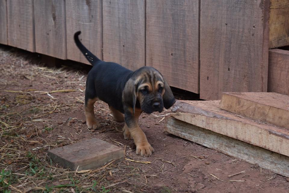 Texas Hound.jpg