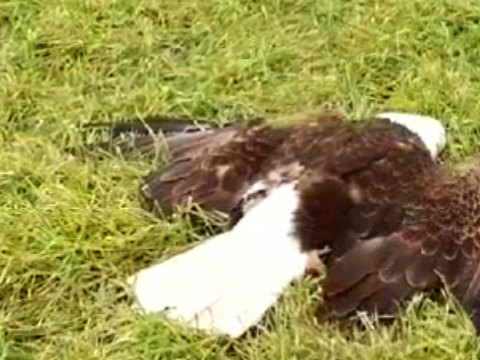 Oregon troopers investigating after three bald eagles shot to death