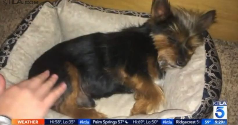 Residents in Riverside County community outraged after family dog fatally shot