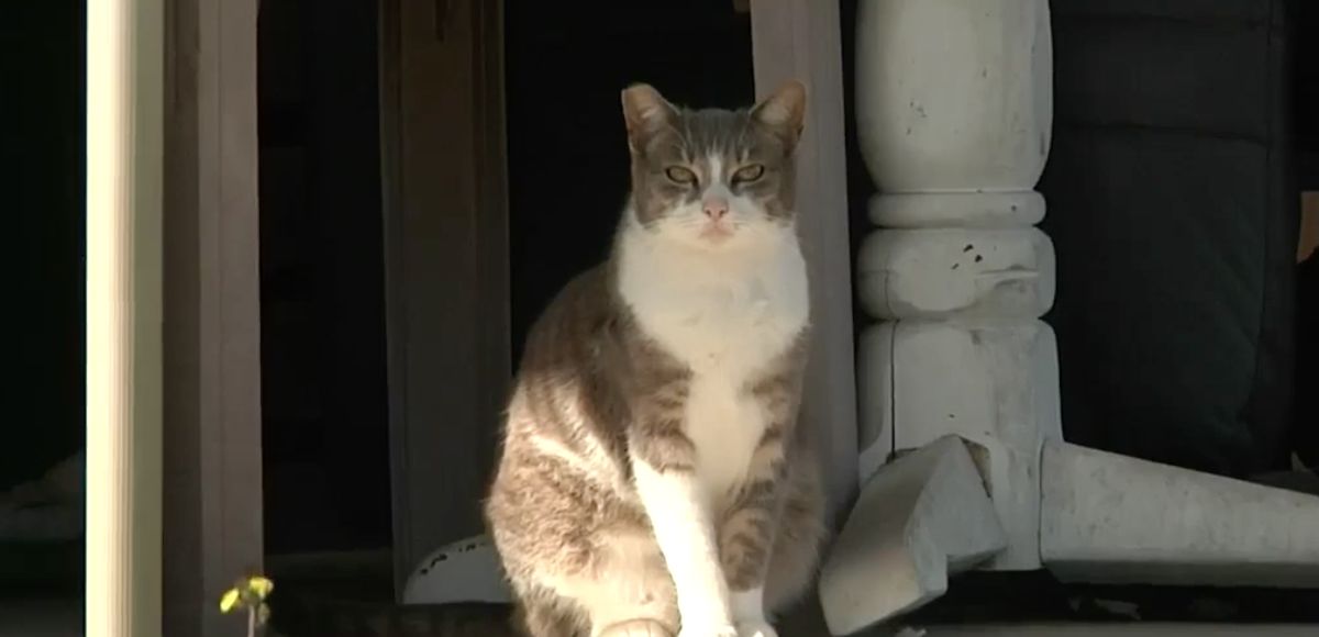 Florida man says he shot cat that pooped in his yard