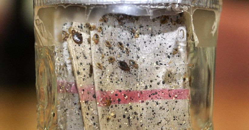 Elderly woman's death caused by bed bugs; caretaker charged