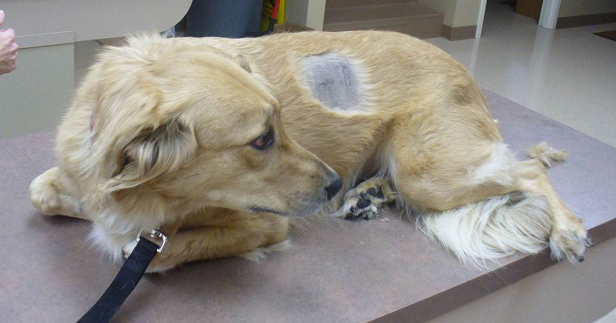 painkillers for dogs addicts use their pets to score painkillers crimewatchdaily painkillers for dogs addicts use their pets to score painkillers crimewatchdaily