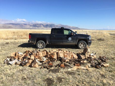 nearly 130 dead birds of prey found on norcal property in nearly 130 dead birds of prey found on norcal property in